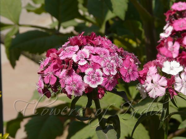 Sweet William